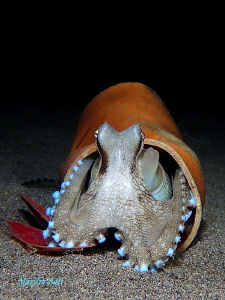 Everybody needs a home.  Coconut octopus living in a disc... by Marylin Batt 